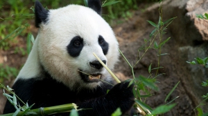 May 3, 2011: National Zoo female giant panda Mei Xiang.